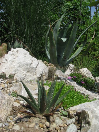 Agave utahiensis